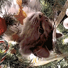 RAW UNCUT '60 MINUTES' BOOTLEGS! Tabs, Tues., Dec. 23, 2025