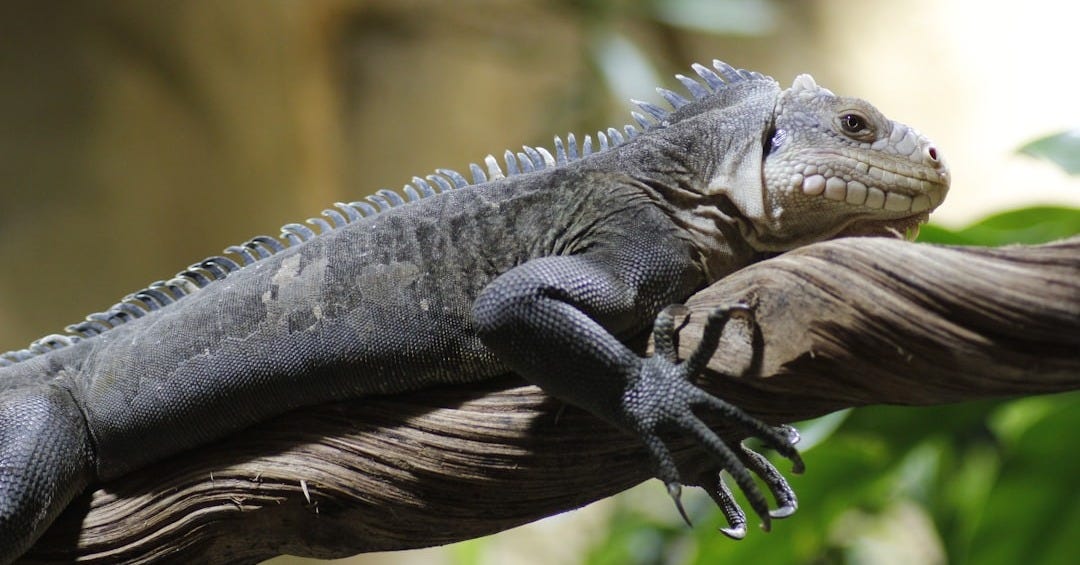 a large lizard sitting on top of a tree branch a large lizard sitting on top of a tree branch