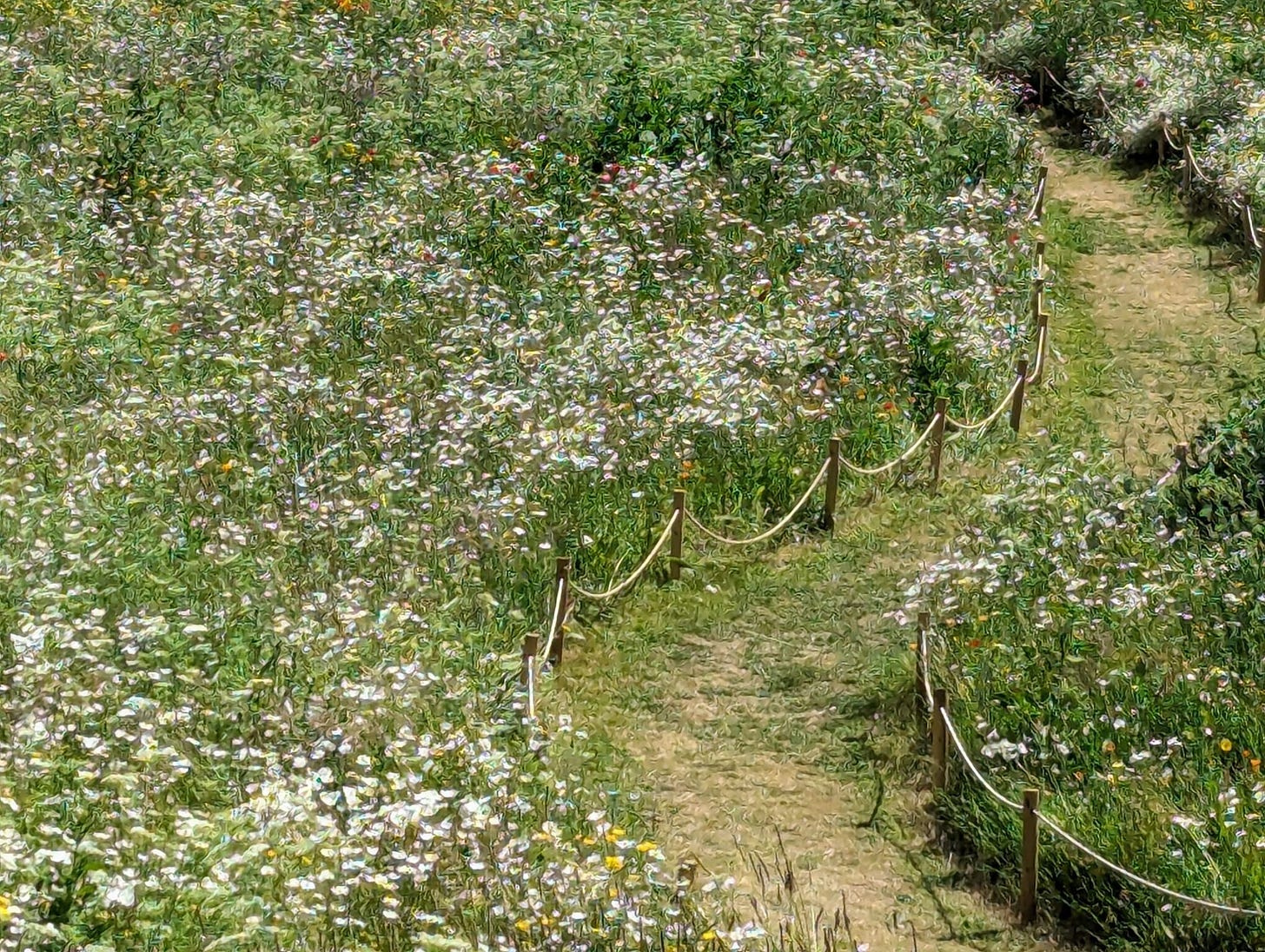 A flowering path cuts through the Tower of London historic Moat.