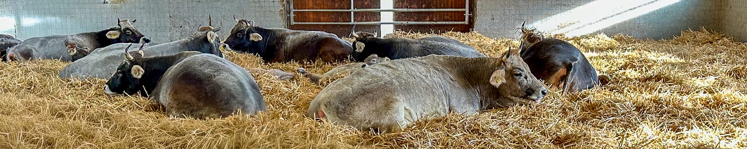 Mehrere Grauvieh-Rinder liegen ruhig auf einer dicken Stroheinstreu in einem hellen Laufstall. Die Tiere ruhen verteilt im Stall, Tageslicht fällt durch seitliche Öffnungen auf die Liegefläche.