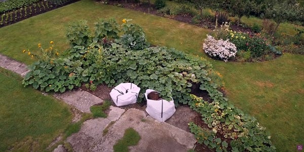 A view from the air of a large squash patch in a garden A view from the air of a large squash patch in a garden