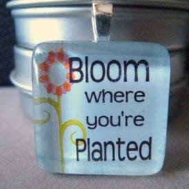 bloom where youre planted bloom where youre planted