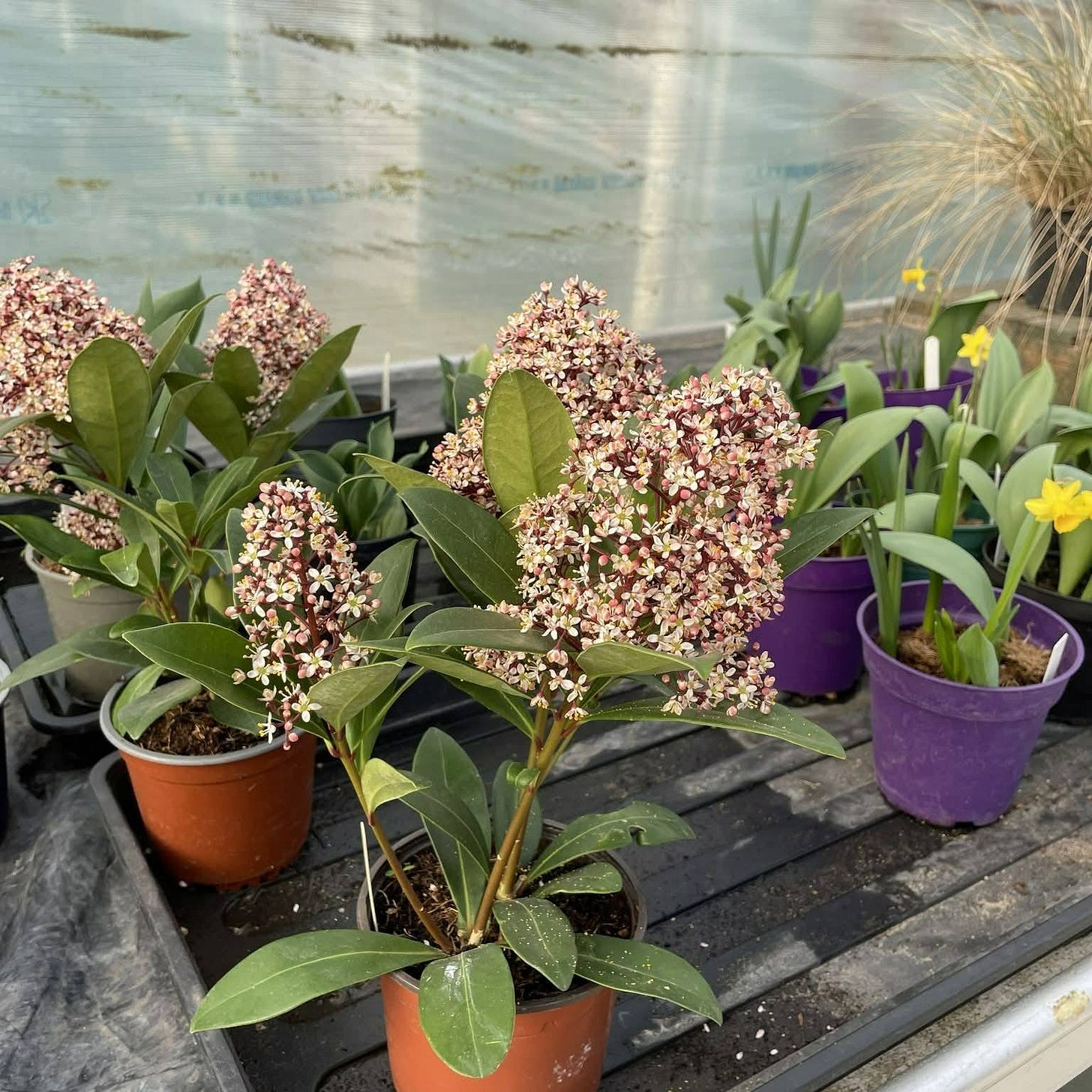 May be an image of orchid