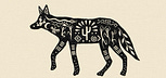 A. Coyote