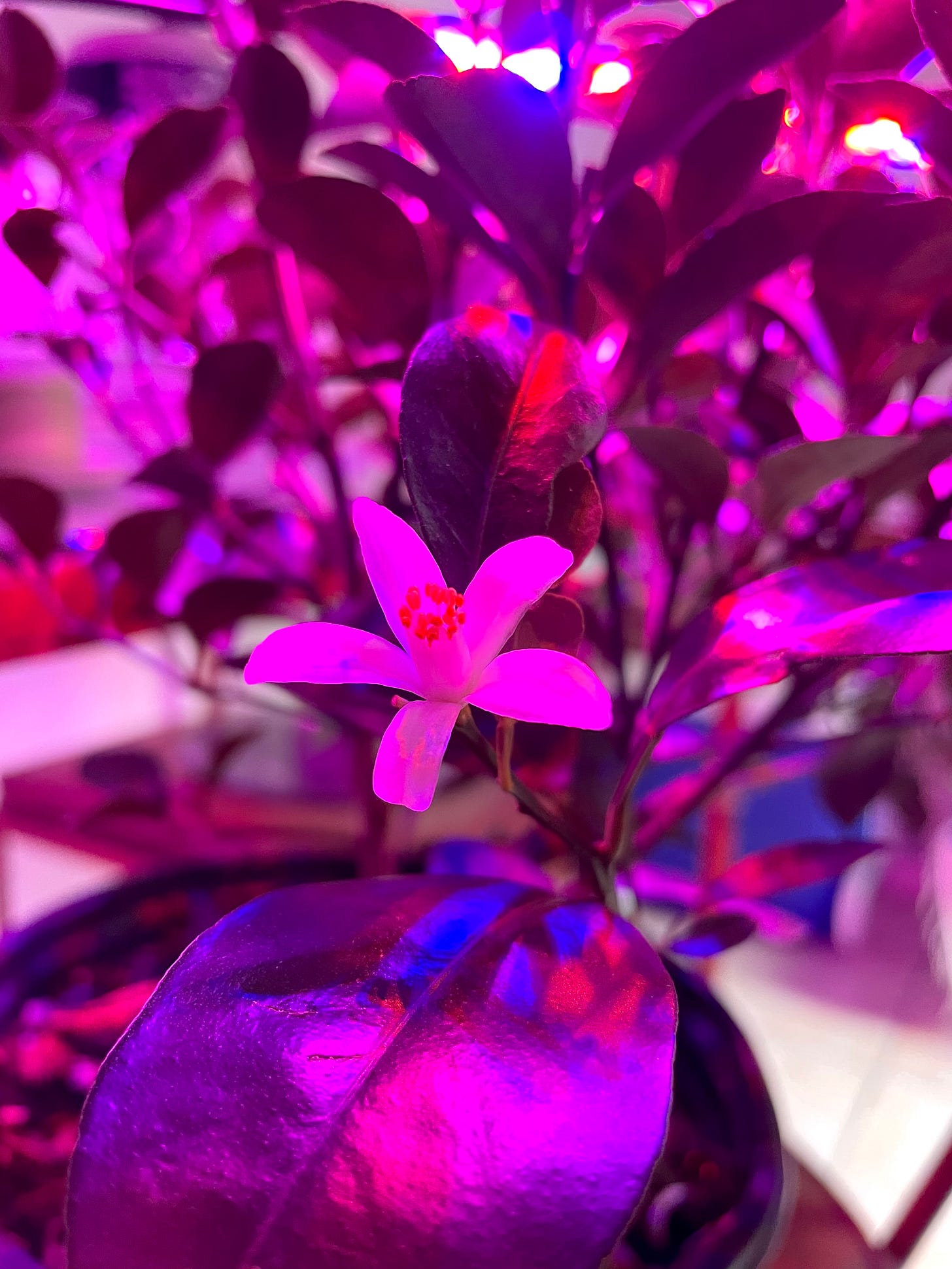 Image description: Closeup of calamansi lime bloom. End image description.
