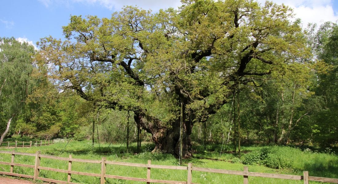 A tall oak tree with green leaves and a green lawn and a fence in front of it