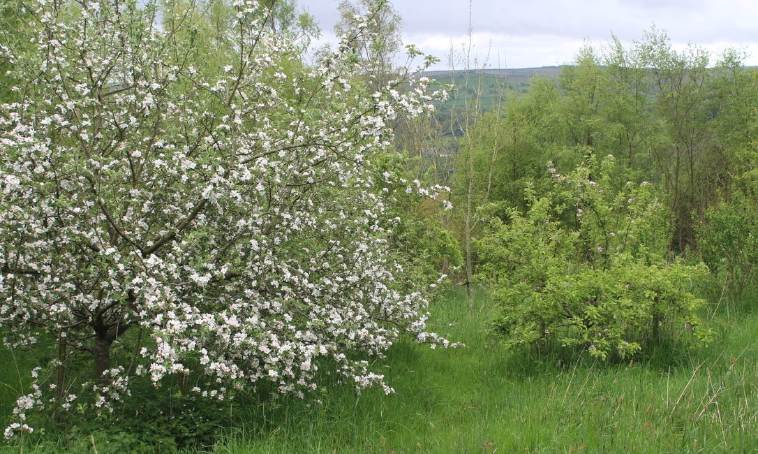 Wood grassland gardens