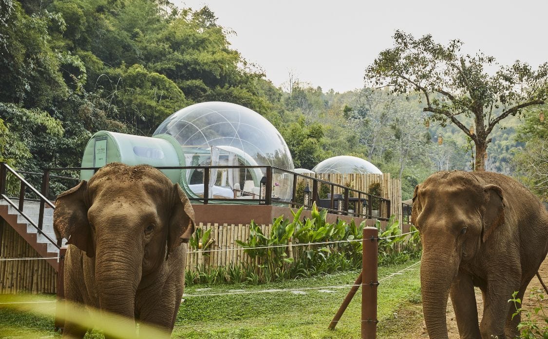 A Unique Sleep: Jungle Bubble Lodge, Anantara Golden Triangle [Review] -  Thailand Awaits