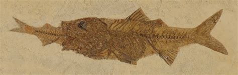 Fossil Evidence of Noah's Flood-Bible Teachings from Former Elder sk to ...