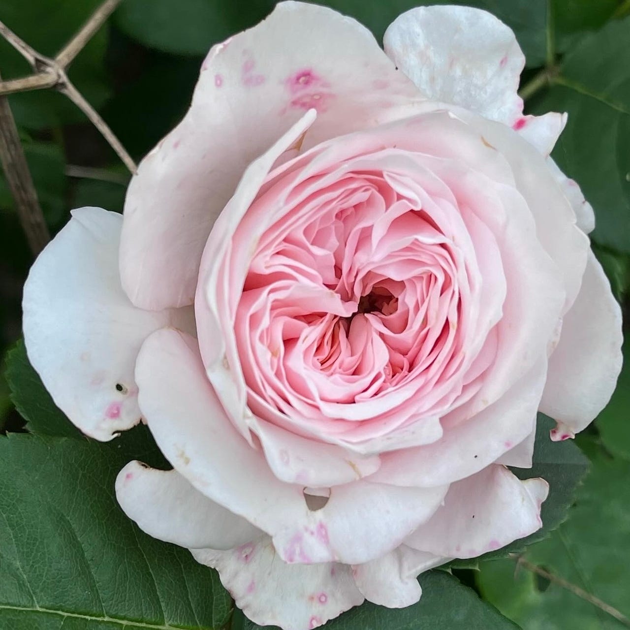 The Rosed Aesthetic