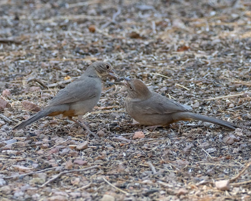 20250430-Chiricahuas-343-Edit.jpg 20250430-Chiricahuas-343-Edit.jpg