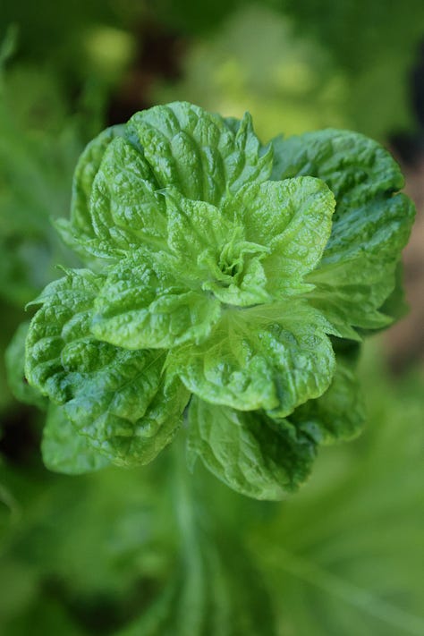 shiso plants