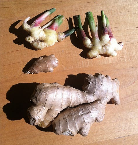 Ginger plant, rhizome (root) fresh and dried left to right