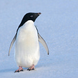 The Penguin's avatar