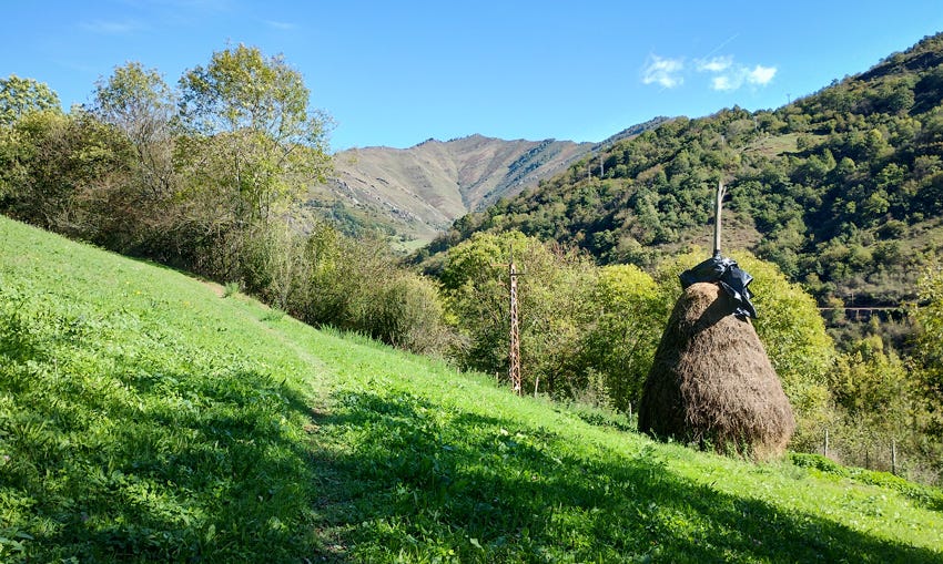 Vara de hierba en un prado, Asturias