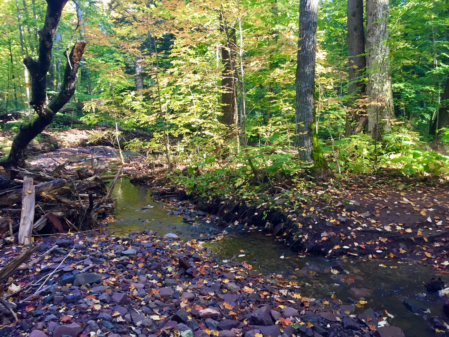 A stream with a muddy riverbank, rocks, and leafy trees.