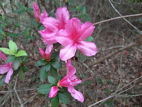 A white flower and two pink flowers in bloom at Hampton Plantation.
