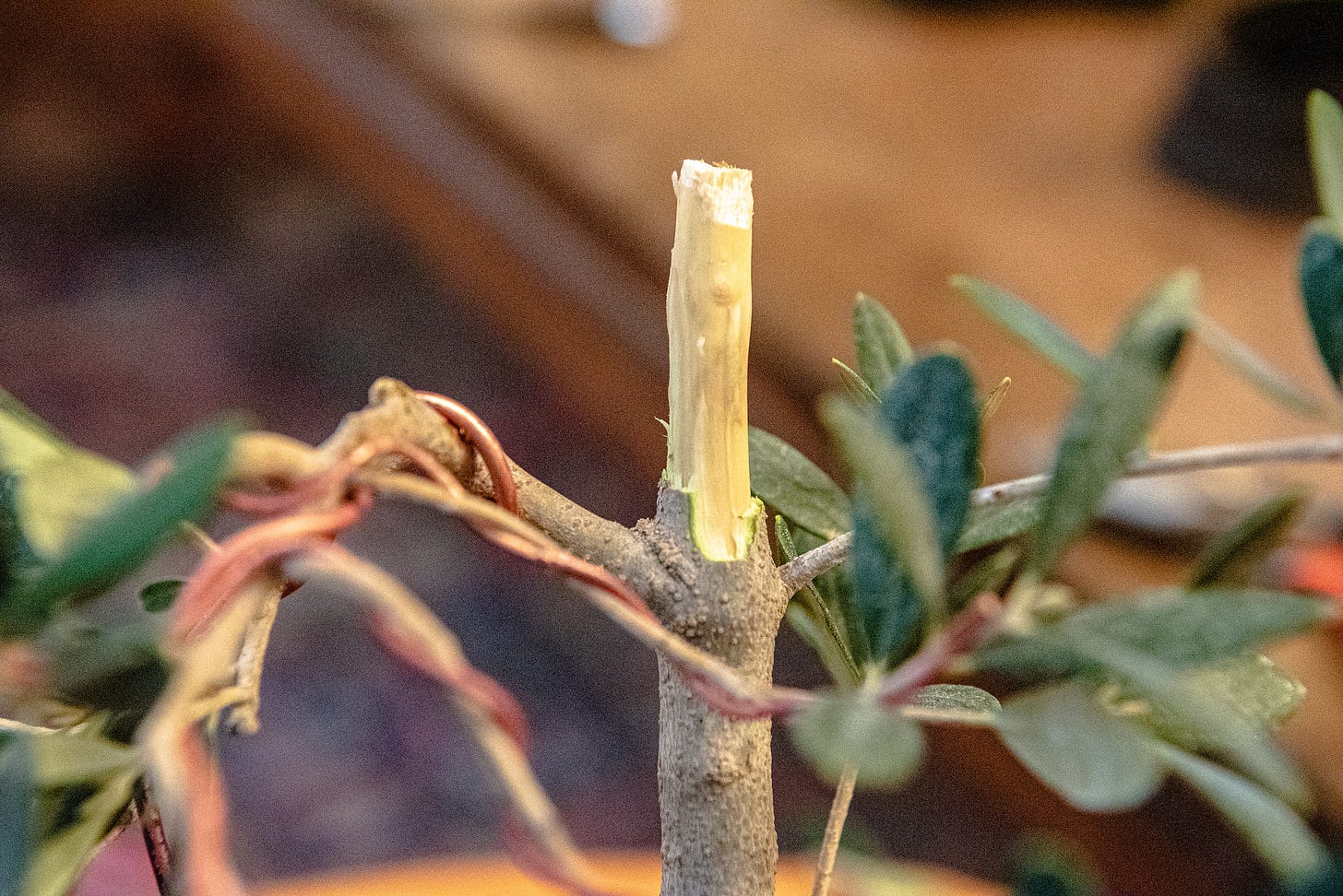 ID: The bottom half of the olive tree showing where I cut the trunk, with the bark peeled back to the first branch.