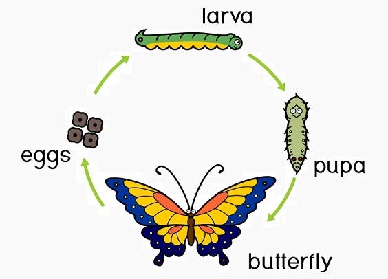 Complete Metamorphosis Complete Metamorphosis