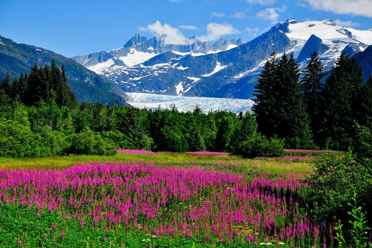  A colorful meadow filled with vivid purple fireweed blooms in the foreground, surrounded by lush green trees, with a massive glacier and rugged, snow-capped mountain peaks under a bright blue sky in the distance.