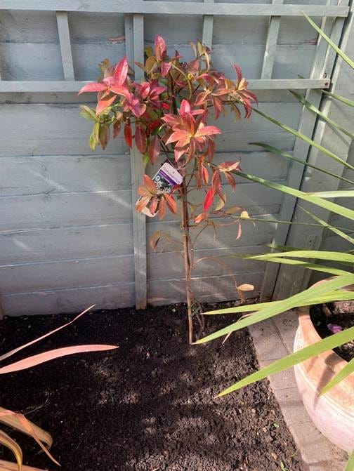 A small plant in a garden

AI-generated content may be incorrect.