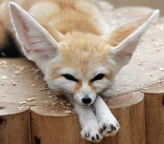 Fennec fox; pale blonde fur, triangle head, large ears, chin resting on its front paws.
