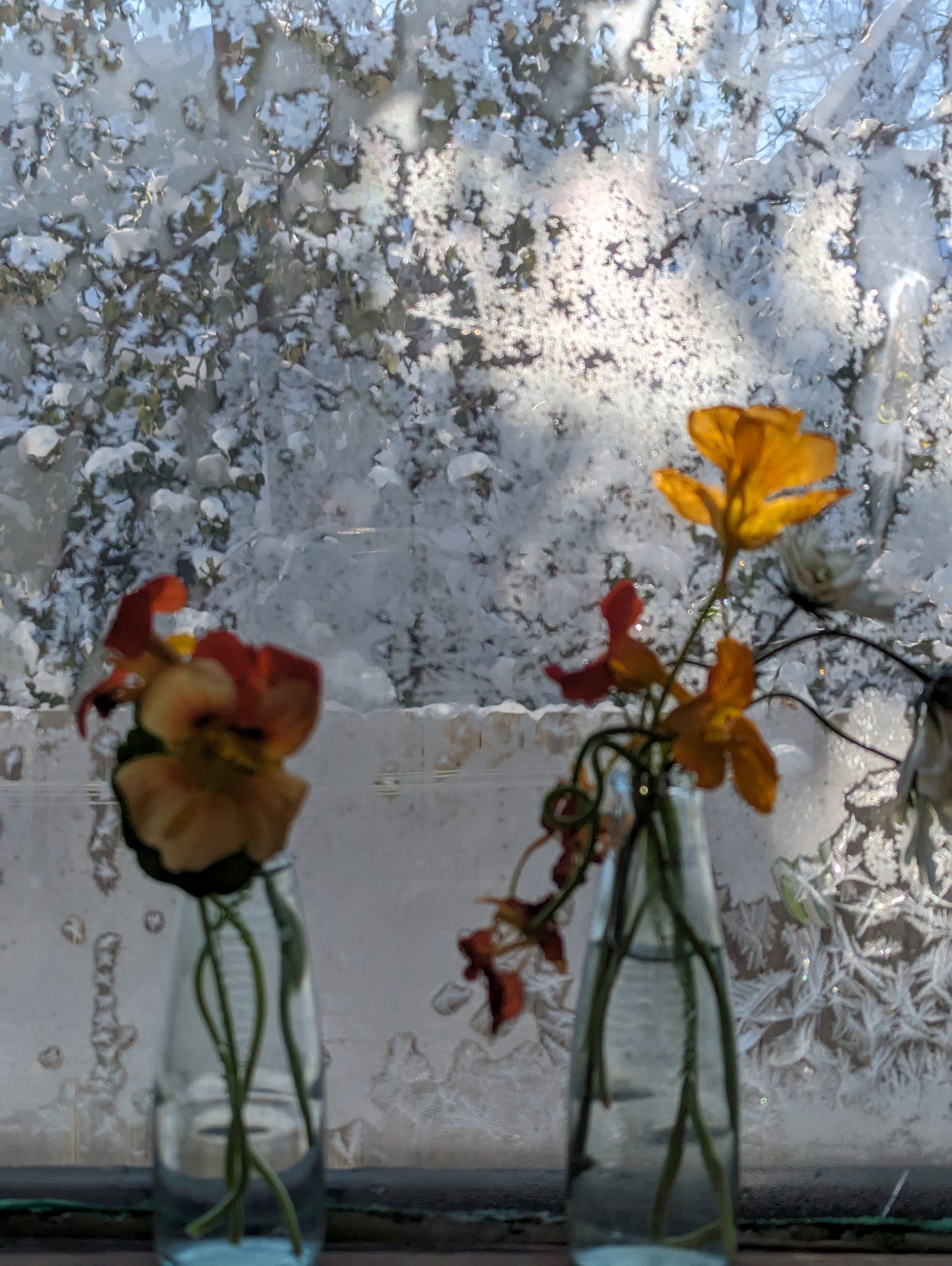 TIny bottles with nasturtium flowers in front of a frosted window