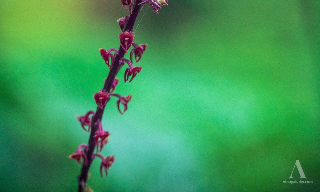 Monsoon Orchids