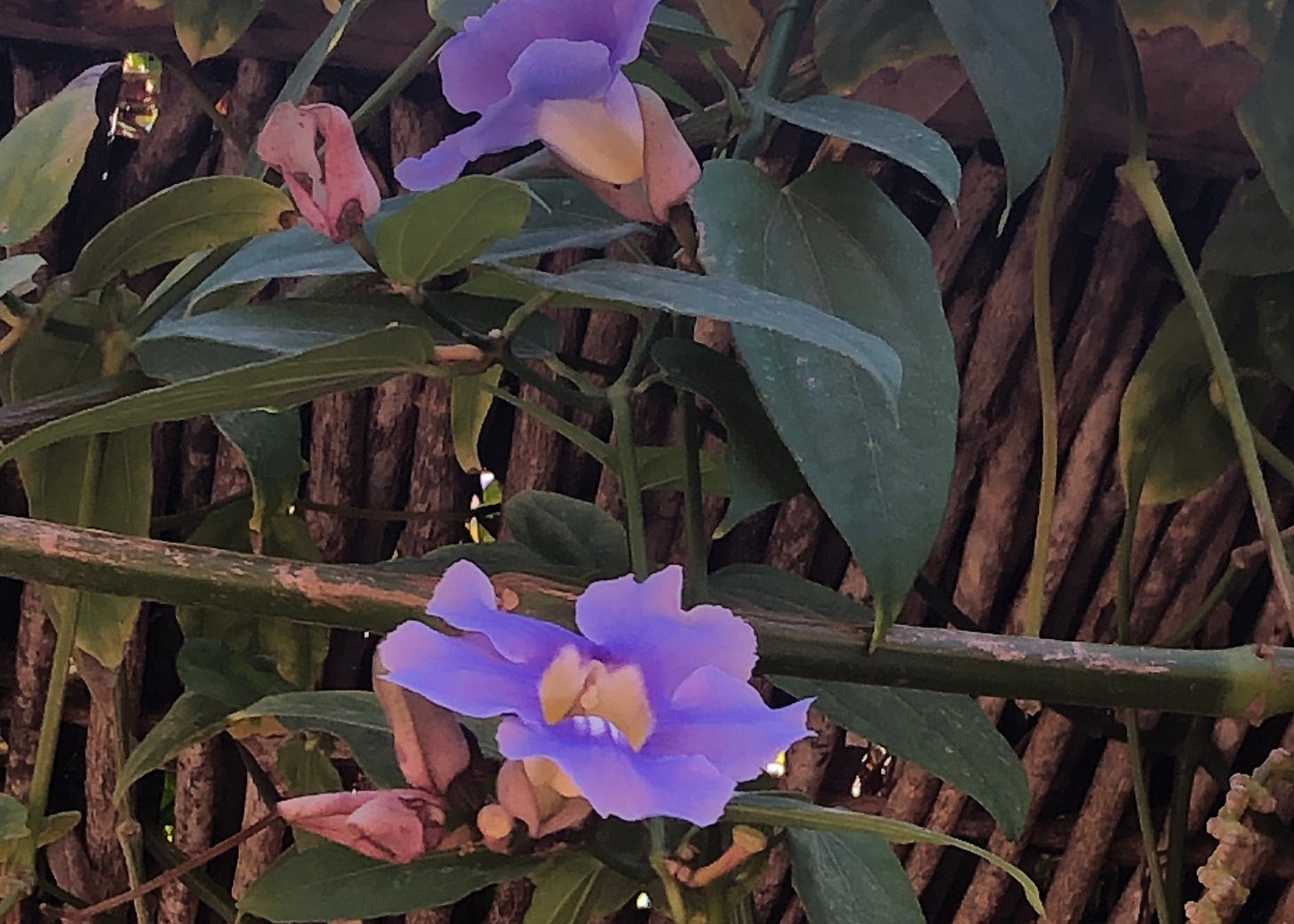 A vine with 5-petal flowers grows upon a structure of narrow wooden poles.
