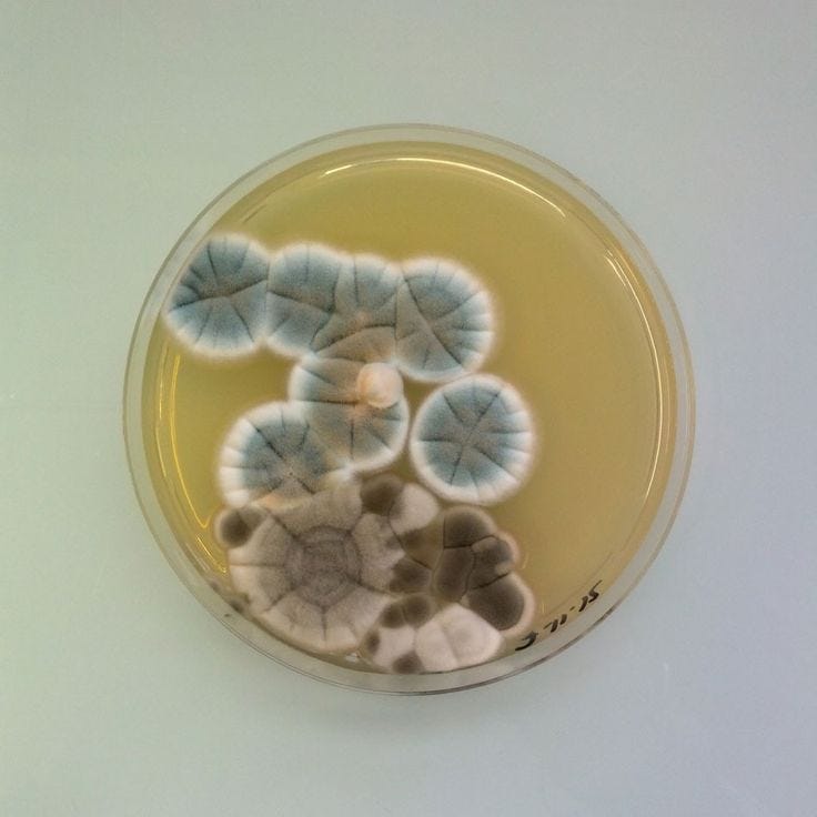 glutathione mold toxins Illness Part 3: What My Protocol Actually Looked Like GHK application