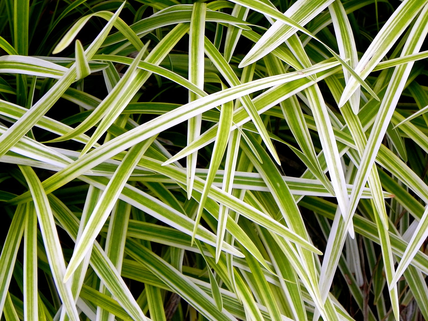 Close up of green and white striped grass.
