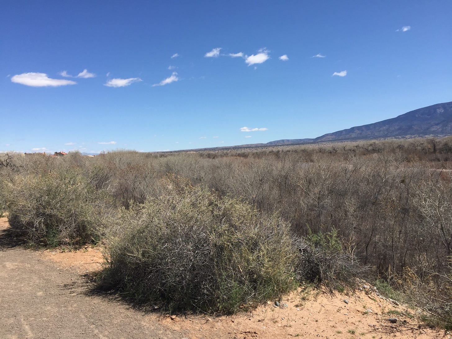 Scrubby desert bushes under cloud-dotted blue sky.