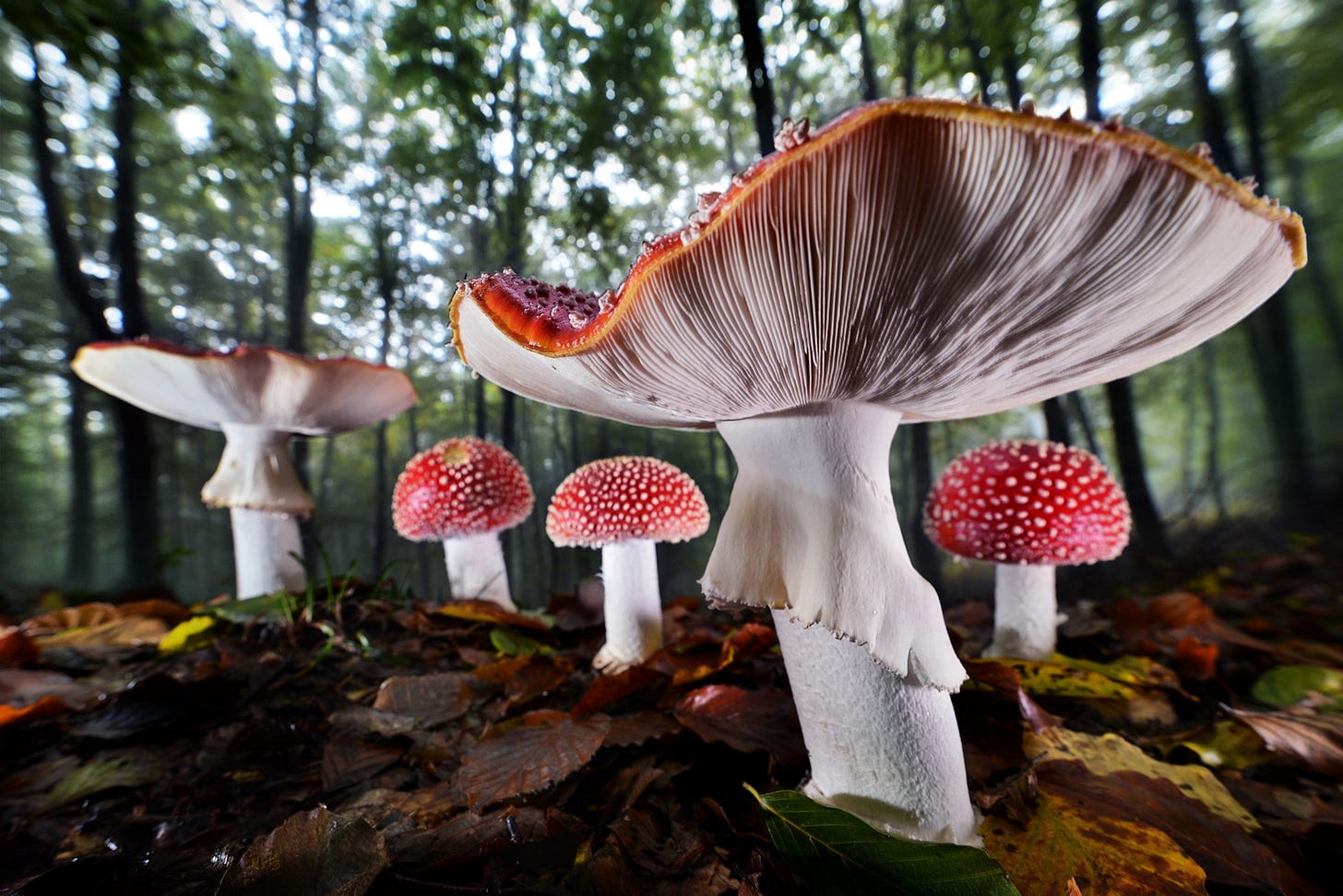 Datail of a Amanita muscaria in the woods.
