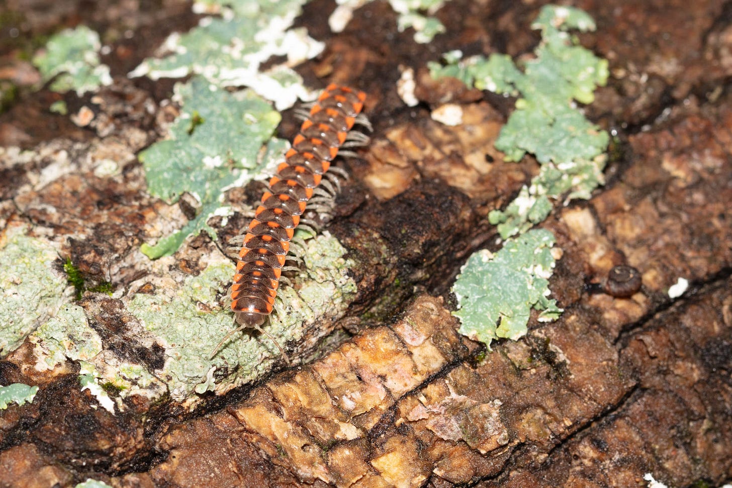 A rectangle-ish millipede with a bright orange-red and dark brown pattern, walking on a lichen-covered log.