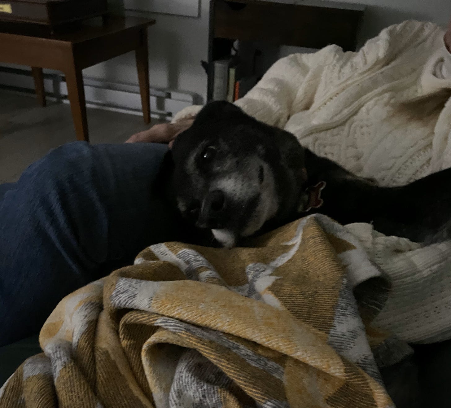 Black dog on woman's lap, snuggled into blanket