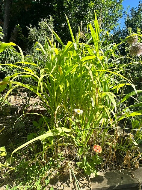 July Garden in bloom