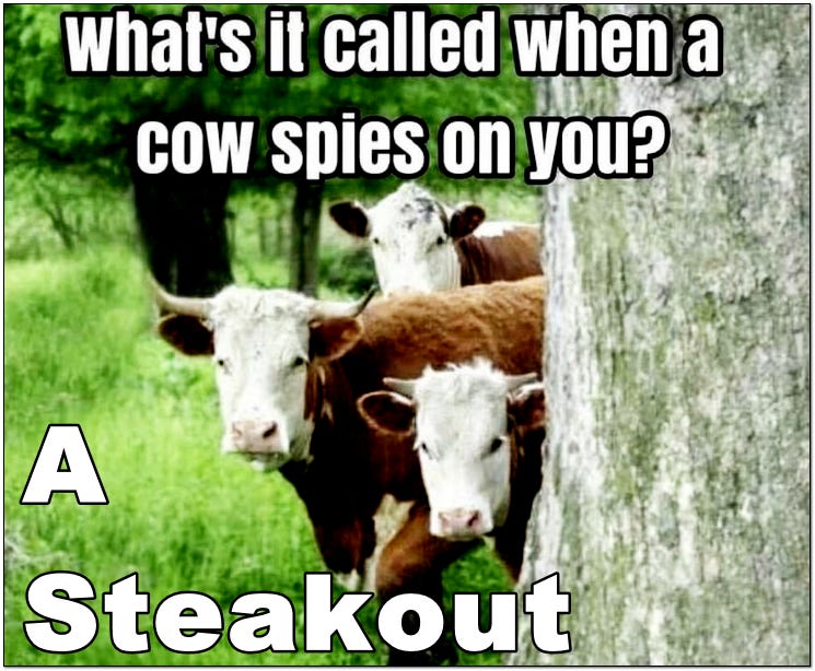 What's it called when a cow spies on you? A steakout