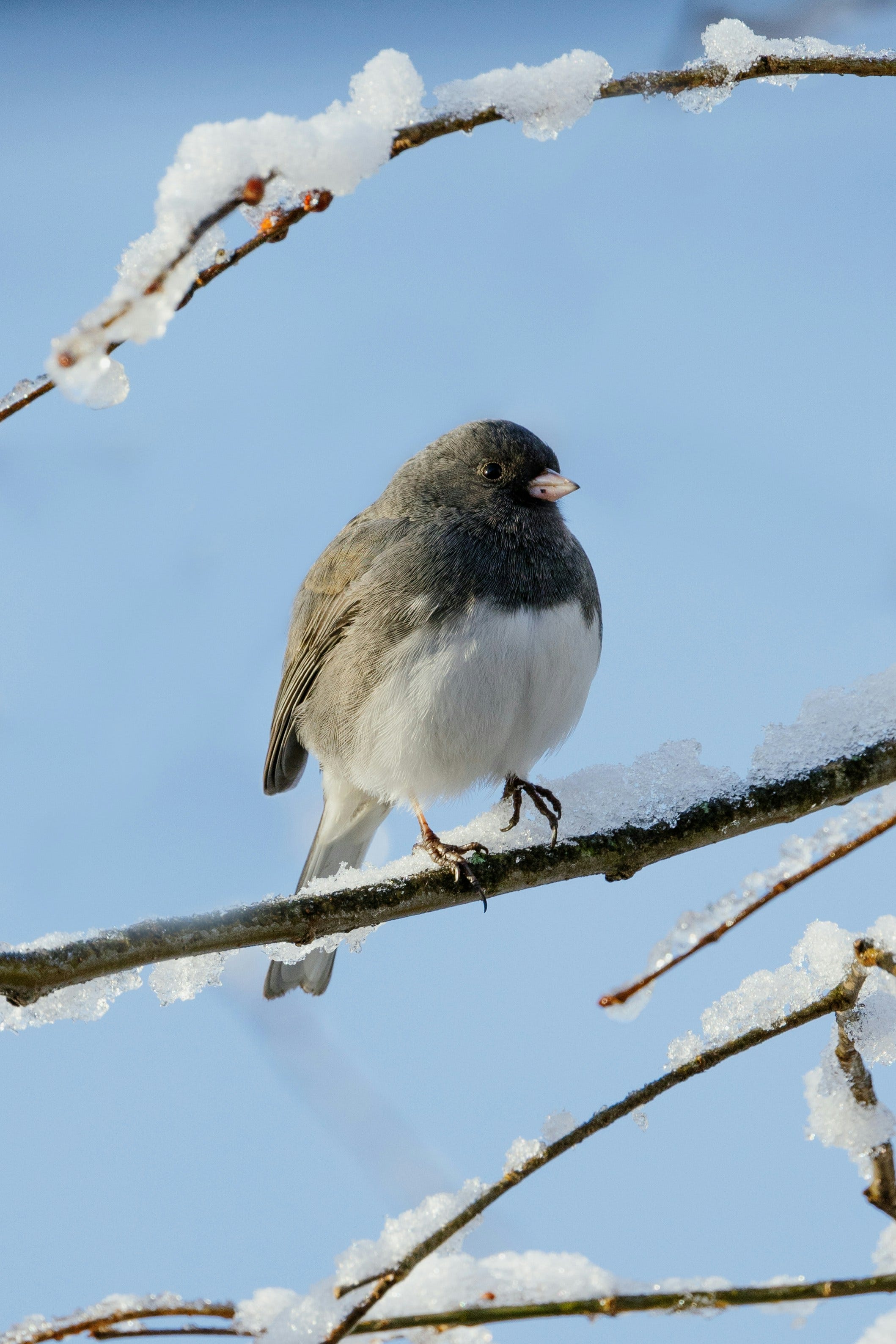 Dark-eyed Junco: Northern Naturalist #35 - by Dave Benson