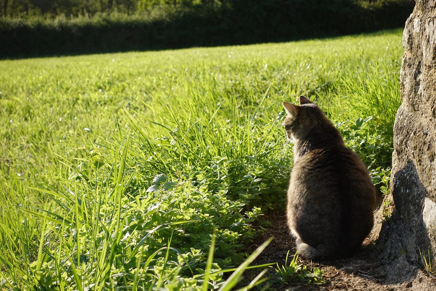  Beautiful Moumou starring into the French countryside distance… 