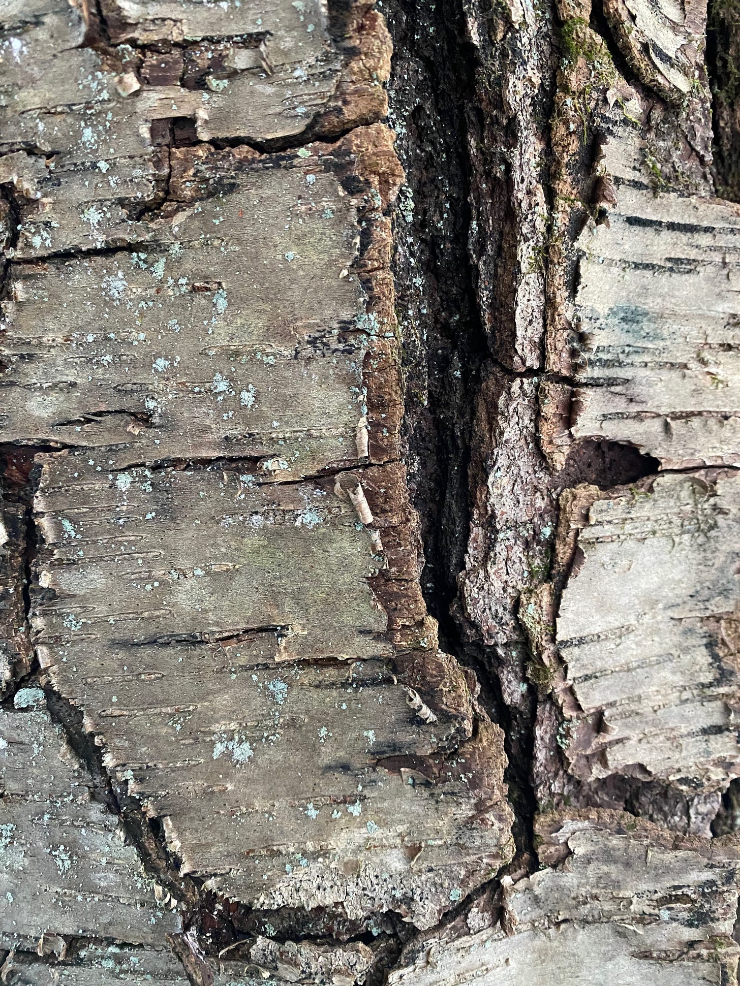 Closeup of bark: cracked and curling, with a large black slit down the middle.