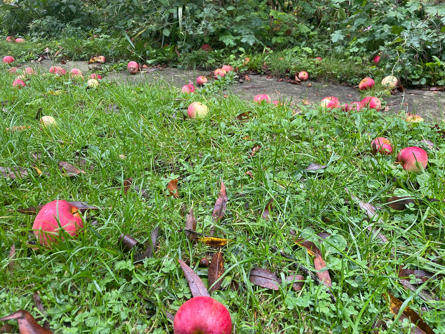 Red and green apples laying in grass, with leaves, and a path in the background