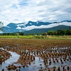 陳又津電波頻道