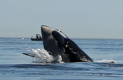 Orcas spyhopping