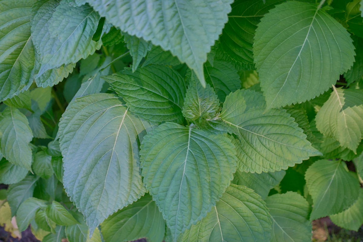 korean shiso plants korean shiso plants