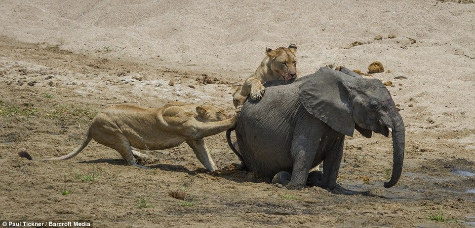 Elephant calf is separated from its herd and attacked by lions | Daily Mail  Online