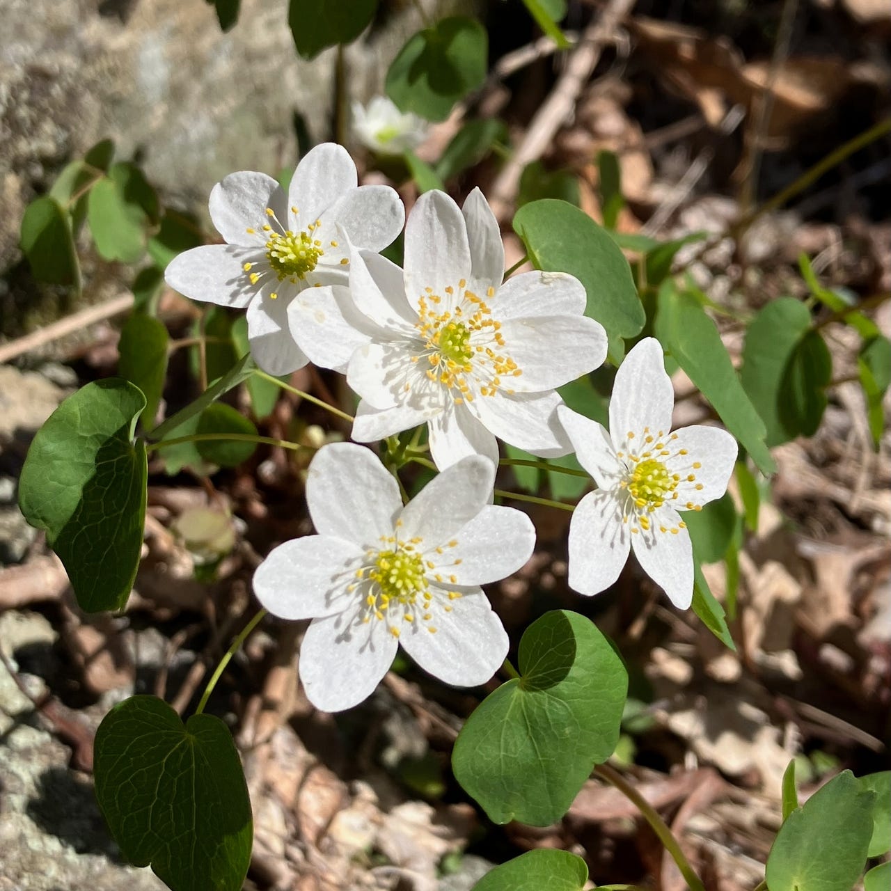 LIVING LANDSCAPES Letter