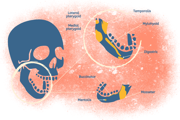 The Muscles Associated with Temporomandibular Joints