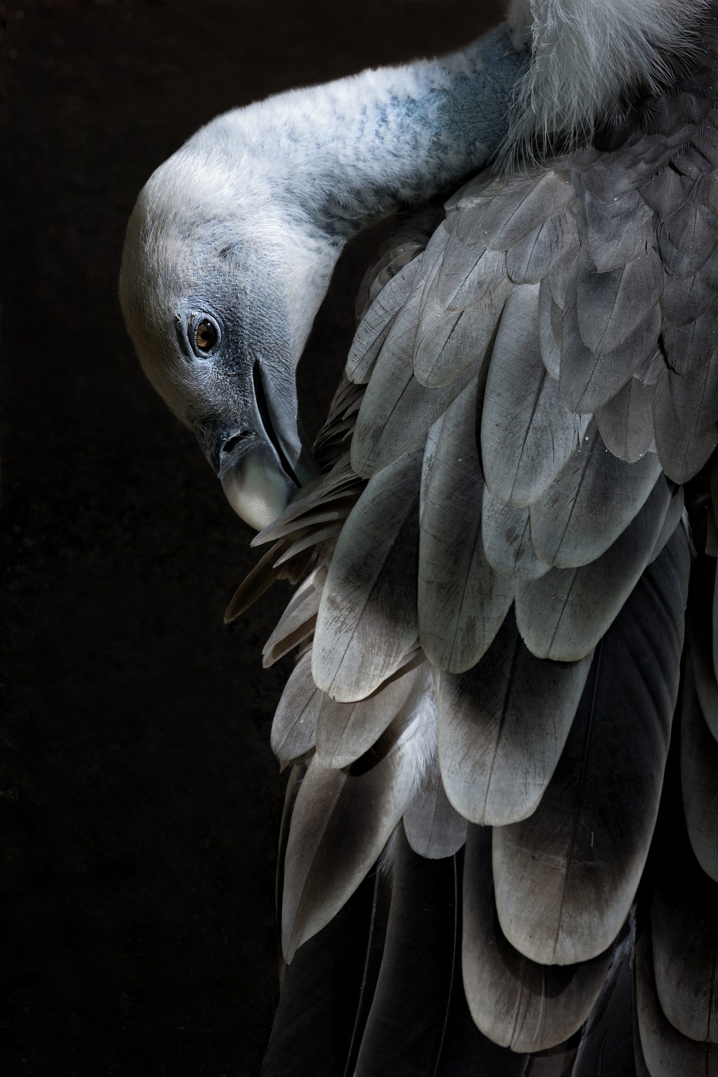 Side profile of a white and grey vulture with its head bent down toward its grey wings.