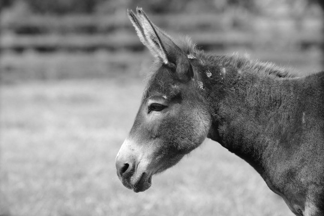 A donkey standing in a grassy field with trees in the background