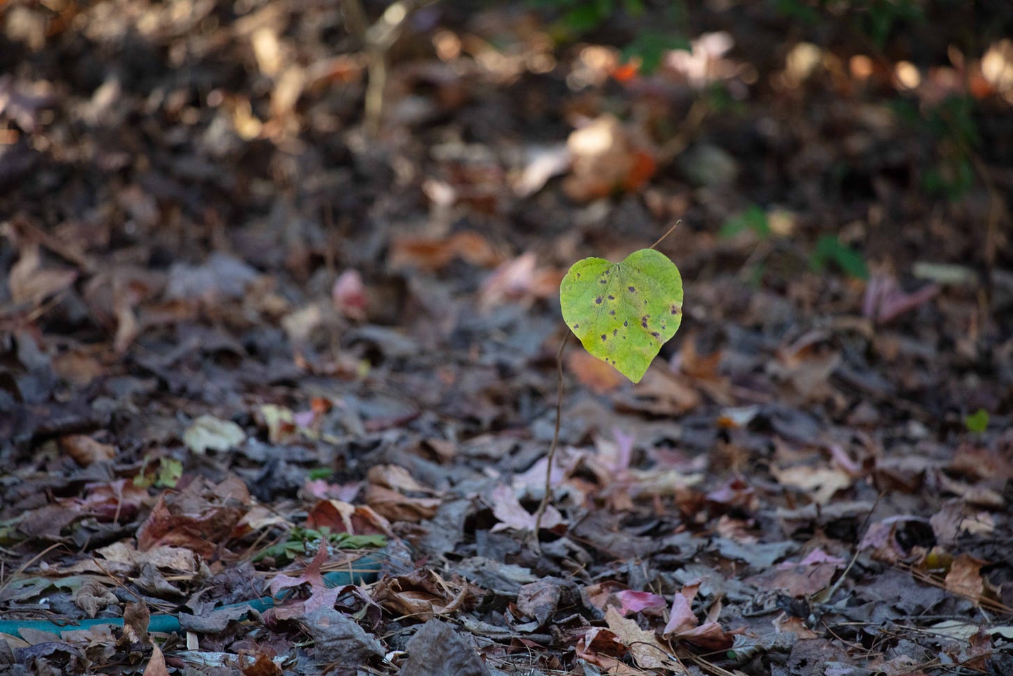 A single sapling with a single heart-shaped leaf, fading green becoming spotted with brown, stands over a ground blanketed with lots and lots of dead brown leaves